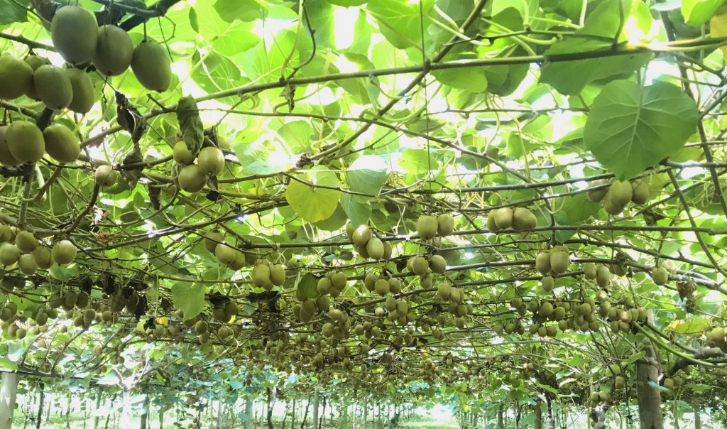 Kiwi Orchard South Africa